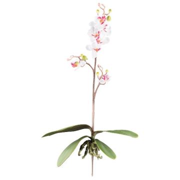 Orchidea artificiale Phalaenopsis MALZA, stelo, radici, bianco-lilla, 55 cm