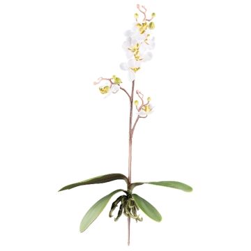 Orchidea artificiale Phalaenopsis MALZA, bastoncino, radici, crema, 55cm
