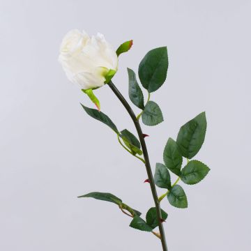 Rosa artificiale SUNJIK, crema, 75cm, Ø7cm Rosa artificiale SUNJIK, crema, 75cm, Ø7cm