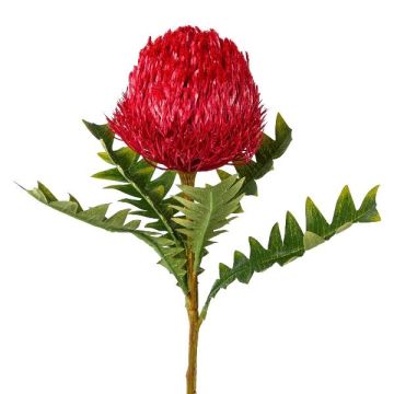 Fiore decorativo Banksia serrata PONGER, rosso bordeaux, 70 cm