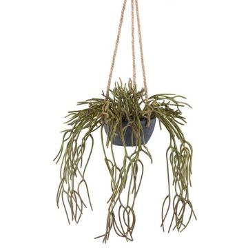 Fioriera decorativa Rhipsalis pilocarpa VEXORY, vaso decorativo, sospeso, verde, 80 cm