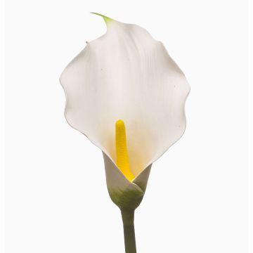 Calla artificiale KIVARP, bianca, 85 cm Calla artificiale KIVARP, bianca, 85 cm