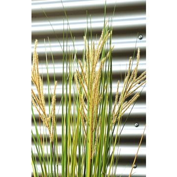 Canna cinese artificiale WASDIN con pannocchie, verde-beige, 125 cm