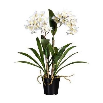 Fiore decorativo Dendrobium Sonia orchidea FROLBER, radici, bianco, 60cm Fiore decorativo Dendrobium Sonia orchidea FROLBER, radici, bianco, 60cm