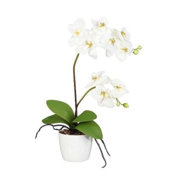 Fiore decorativo orchidea Phalaenopsis MORLEK, vaso in ceramica, radici, crema, 60 cm
