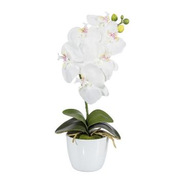 Fiore decorativo orchidea Phalaenopsis DRINTOR, vaso di ceramica, radici, bianco, 40 cm