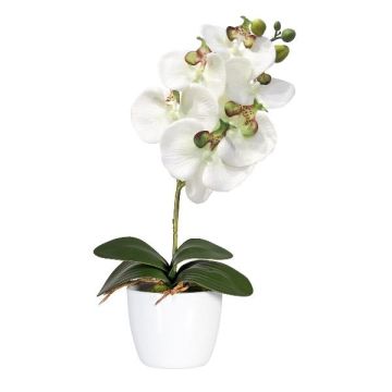 Fiore decorativo orchidea Phalaenopsis DRINTOR, vaso di ceramica, radici, bianco-verde, 40cm Fiore decorativo orchidea Phalaenopsis DRINTOR, vaso di ceramica, radici, bianco-verde, 40cm