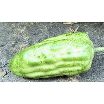 Frutta decorativa frutto del cacao FORDIHAN, verde, 13 cm