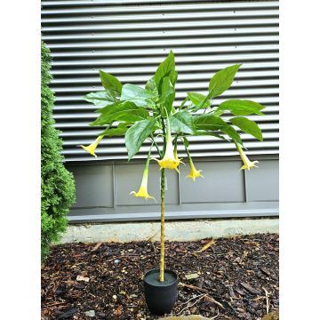Fiore artificiale tromba degli angeli MEKLINA, giallo, 100 cm