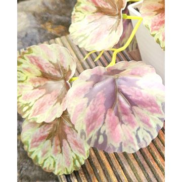 Pianta artificiale coleus WOLINDA, vaso decorativo, pendente, verde-rosa, 16 cm