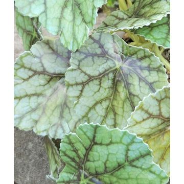 Pianta artificiale perilla WOLINDA, vaso decorativo, pendente, verde, 16 cm