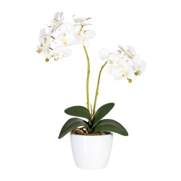 Fiore decorativo orchidea Phalaenopsis FRUXO, vaso in ceramica, radici, bianco, 50cm Fiore decorativo orchidea Phalaenopsis FRUXO, vaso in ceramica, radici, bianco, 50cm