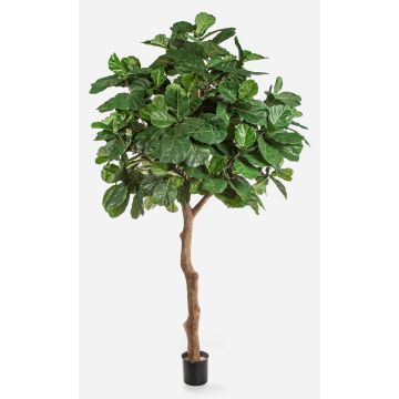 Ficus Lyrata artificiale FELTON, tronco artificiale, verde, 360 cm