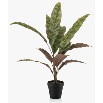 Pianta artificiale Calathea Makoyana WIDO in vaso decorativo, verde-rosso bordeaux, 60 cm