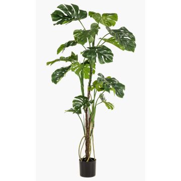 Pianta artificiale Philodendron monstera deliciosa TANIESO, tronco artificiale, radici aeree, 180 cm