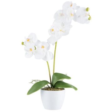 Orchidea Phalaenopsis artificiale KRUZBER, vaso in ceramica, radici, bianco, 55 cm
