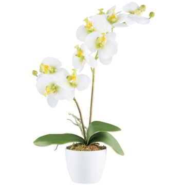 Orchidea Phalaenopsis artificiale KRUZBER, vaso in ceramica, radici, bianco-verde, 55 cm