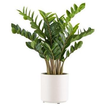 Pianta artificiale Zamioculcas BROLKE, vaso decorativo, 80 cm Pianta artificiale Zamioculcas BROLKE, vaso decorativo, 80 cm