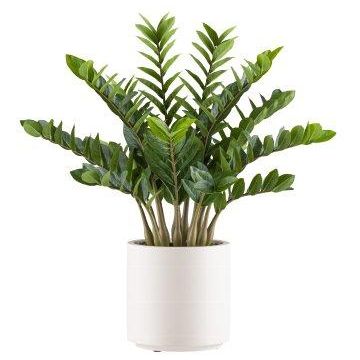 Pianta artificiale Zamioculcas BROLKE, vaso decorativo, 85 cm Pianta artificiale Zamioculcas BROLKE, vaso decorativo, 85 cm