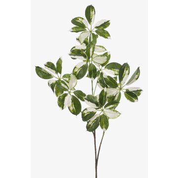 Ramo decorativo Schefflera PARVANEH, verde-bianco, 110 cm