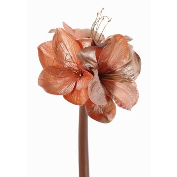 Amaryllis di velluto KIRSTY, salmone, 70cm, Ø13-15cm Amaryllis di velluto KIRSTY, salmone, 70cm, Ø13-15cm
