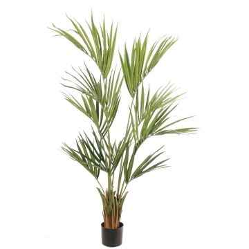 Palma Kentia artificiale PAIGE, 155 cm