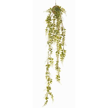 Felce capelvenere artificiale pensile ALEXIAN su palla di muschio, verde, 90cm Felce capelvenere artificiale pensile ALEXIAN su palla di muschio, verde, 90cm