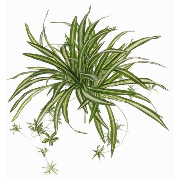 Giglio verde artificiale DEMIAN su stelo, verde-bianco, 50cm