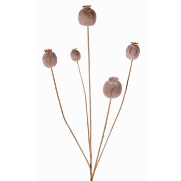 Capsula di papavero artificiale FILOMELA, marrone chiaro, 75cm, Ø2-3,5cm Capsula di papavero artificiale FILOMELA, marrone chiaro, 75cm, Ø2-3,5cm