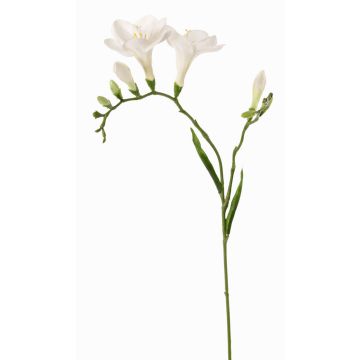 Fresia artificiale MARUSHA, bianco, 65cm, Ø7cm Fresia artificiale MARUSHA, bianco, 65cm, Ø7cm