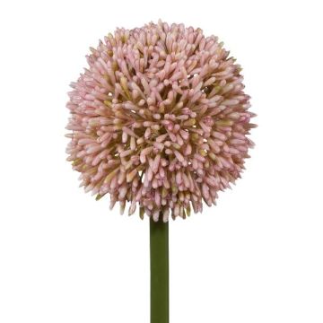 Fiore decorativo allium MENKES, rosa, 65 cm
