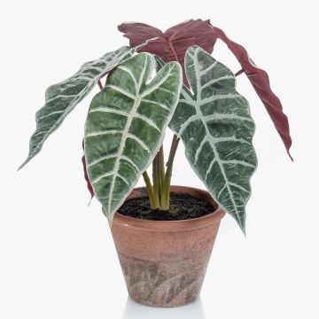 Alocasia Sanderiana artificiale GARCIA, vaso di terracotta, verde-bianco, 30cm