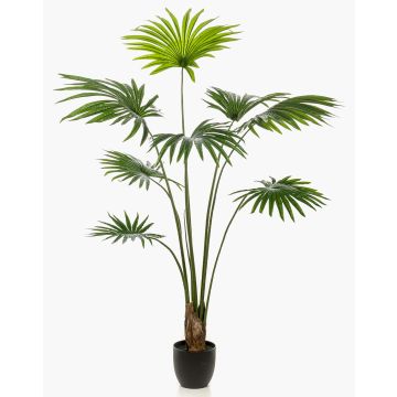 Palma artificiale Livistona rotundifolia FAVIOLA in vaso decorativo, 160cm Palma artificiale Livistona rotundifolia FAVIOLA in vaso decorativo, 160cm