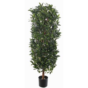 Colonna di alloro artificiale UNUK, tronco reale, 175cm Colonna di alloro artificiale UNUK, tronco reale, 175cm