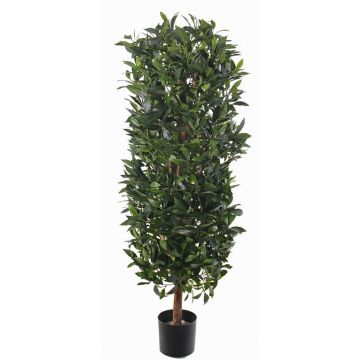 Colonna di alloro artificiale UNUK, tronco reale, 140cm Colonna di alloro artificiale UNUK, tronco reale, 140cm