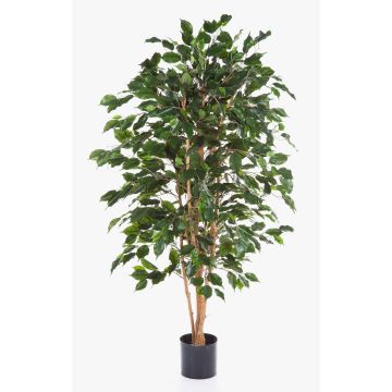 Ficus Benjamina artificiale THIAGO, tronchi naturali, difficilmente infiammabile, verde, 120cm