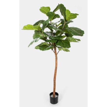 Ficus Lyrata artificiale ADERITO, tronco reale, verde, 170cm