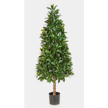 Piramide di alloro decorativo MATAR, tronco naturale, zona trasversale, 140cm