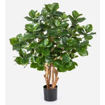 Clusia artificiale MAASYM, tronchi veri, verde, 85cm