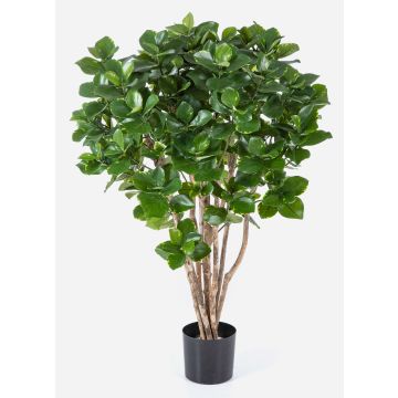 Clusia artificiale MAASYM, tronchi veri, verde, 110cm