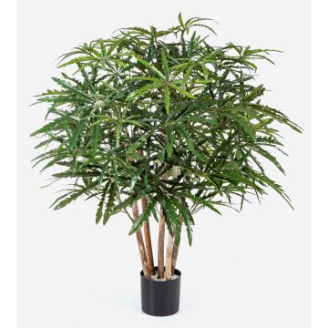 Aralia artificiale MAKASIM, tronchi veri, verde, 85cm