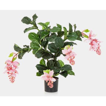 Medinilla artificiale ALDORA, rosa, 75cm