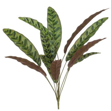 Calathea Makoyana finta WIDO su stelo, verde-bordeaux, 70cm
