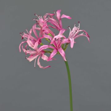 Nerine artificiale BAIMAI, rosa, 75cm Nerine artificiale BAIMAI, rosa, 75cm