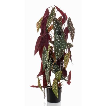 Begonia maculata finta MICHIKO, verde-bianco, 75cm