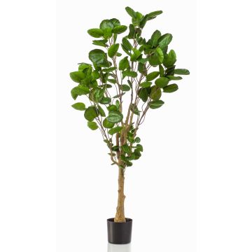 Polyscias artificiale FAUZIA, tronco artificiale, 150cm