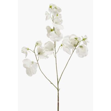 Lathyrus artificiale KANZI, crema, 75cm