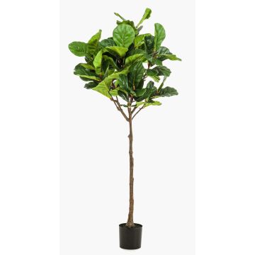 Ficus Lyrata artificiale ABIULA, tronco vero, verde, 195cm Ficus Lyrata artificiale ABIULA, tronco vero, verde, 195cm