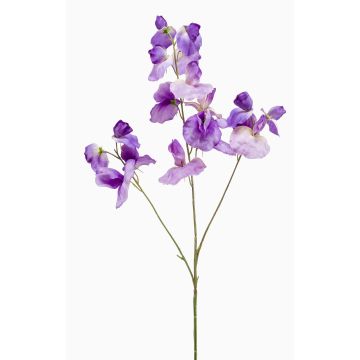 Lathyrus artificiale KANZI, viola, 75cm