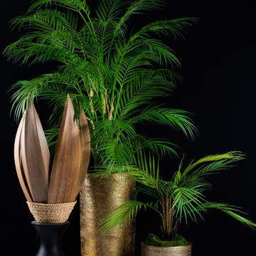 Bellezza paradisiaca Bellezza paradisiaca